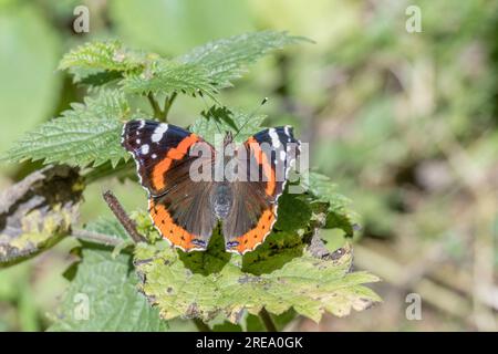 Primo piano di una solitaria farfalla Red Admiral / Vanessa atalanta che si nutre di un fiore di colore lilla sotto il sole. Insetti UK. Copia spazio su RHS Foto Stock