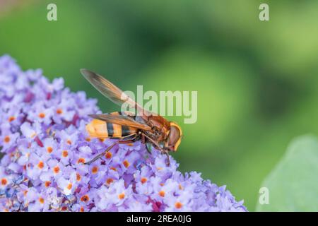 Grandi specie di mosche volanti del Regno Unito (dimensioni di una grande vespa). Forse Volucella zonaria, o forse il leggermente più piccolo V. inanis, che poggia sui fiori della Buddleia. Foto Stock