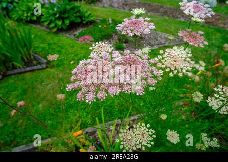 Daucus carota Dara carota selvatica con teste di fiori di colore misto. bella pianta selvaggia. Foto Stock
