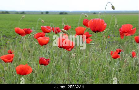 Il papavero selvatico (Papaver rhoeas) fiorisce in estate Foto Stock