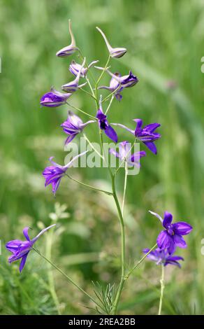 Consolida regalis fiorisce nel campo tra le colture Foto Stock