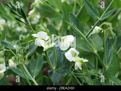 I piselli vegetali fioriscono in terreno biologico aperto Foto Stock