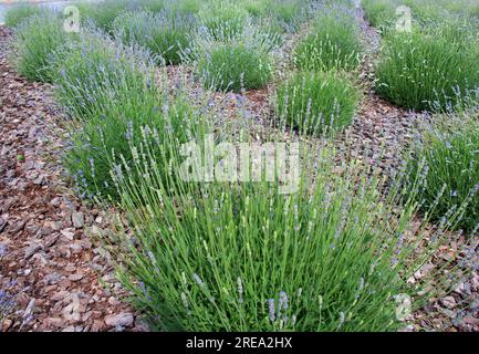 I cespugli di lavanda stanno fiorendo sul letto di fiori Foto Stock