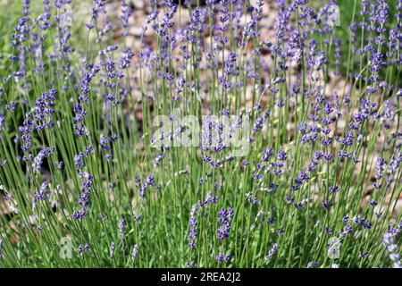 I cespugli di lavanda stanno fiorendo sul letto di fiori Foto Stock