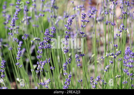 I cespugli di lavanda stanno fiorendo sul letto di fiori Foto Stock