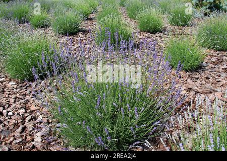 I cespugli di lavanda stanno fiorendo sul letto di fiori Foto Stock