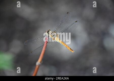 Ruddy darter su un ramoscello Foto Stock