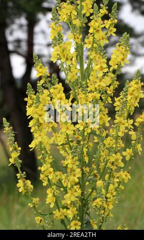 Una delle specie di mullein, Verbascum lychnitis, fiorisce in natura Foto Stock