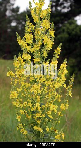 Una delle specie di mullein, Verbascum lychnitis, fiorisce in natura Foto Stock