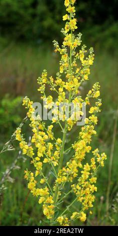 Una delle specie di mullein, Verbascum lychnitis, fiorisce in natura Foto Stock