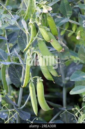 I piselli maturano in un campo su un cespuglio verde Foto Stock