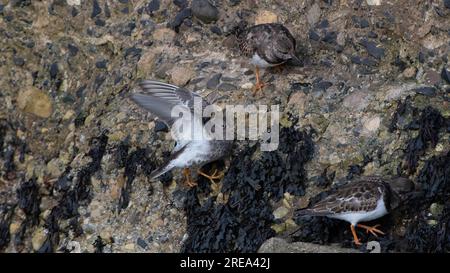 Purple Sandpiper Foto Stock