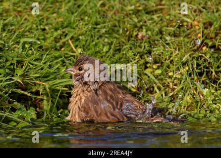 Common Linnet (Carduelis cannabina) immaturo Bathing Eccles-on-Sea, Norfolk, Regno Unito. Ottobre Foto Stock