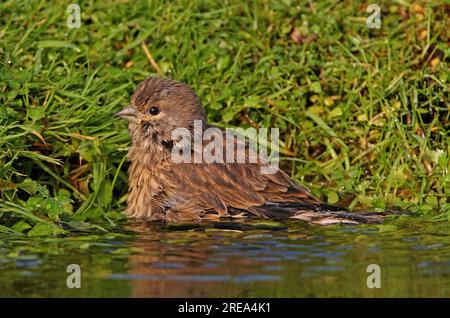 Common Linnet (Carduelis cannabina) immaturo Bathing Eccles-on-Sea, Norfolk, Regno Unito. Ottobre Foto Stock