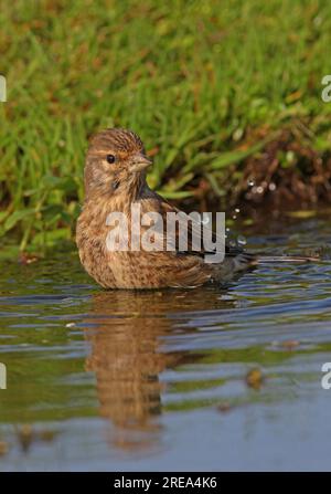 Common Linnet (Carduelis cannabina) immaturo Bathing Eccles-on-Sea, Norfolk, Regno Unito. Ottobre Foto Stock