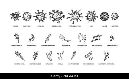 Set di diversi tipi di virus disegnati a mano di bactreias con nomi. Illustrazione vettoriale nello stile di schizzo. Disegno scientifico realistico Illustrazione Vettoriale