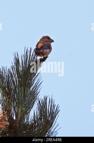 Parrot Crossbill (Loxia pytyosittacus) maschio arroccato nel pino Holt, Norfolk, Regno Unito. Marzo Foto Stock