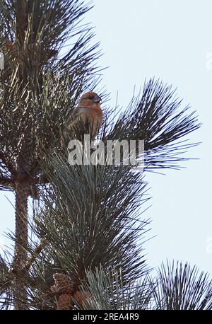 Parrot Crossbill (Loxia pytyosittacus) maschio arroccato nel pino Holt, Norfolk, Regno Unito. Marzo Foto Stock