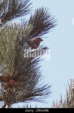 Parrot Crossbill (Loxia pytyosittacus) maschio arroccato nel pino Holt, Norfolk, Regno Unito. Marzo Foto Stock