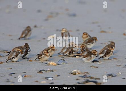 Nivalis (Plectrophenax nivalis), che riposa sulla spiaggia di Eccles-on-Sea, Norfolk, regno unito. Gennaio Foto Stock