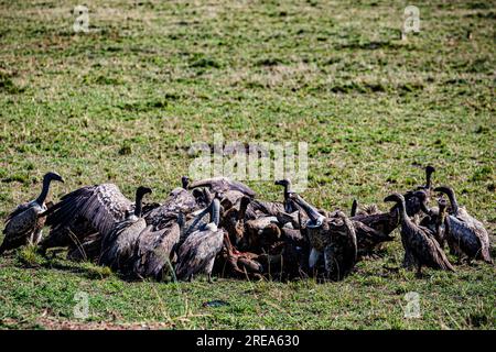 La riserva nazionale di Maasai Mara è un'area di savana preservata nel Kenya sudoccidentale, lungo il confine con la Tanzania. Tra i suoi animali vi sono i leoni, Foto Stock