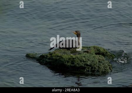 Cormorano a doppia cresta che prende il sole su una roccia Foto Stock