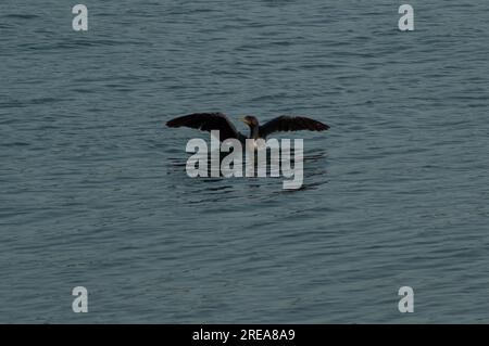 Cormorano a doppia cresta che asciuga le ali in acqua. Foto Stock