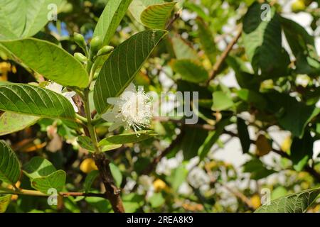 Fiore di guava su un albero di gava (Psidium guajava). Foto Stock