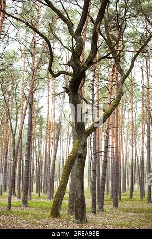 Due giganti. Oaks Foto Stock