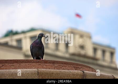 Piccione seduto sullo sfondo della bandiera russa nell'edificio del Parlamento di Mosca contro il cielo nuvoloso. Duma di Stato, autorità della Russia Foto Stock