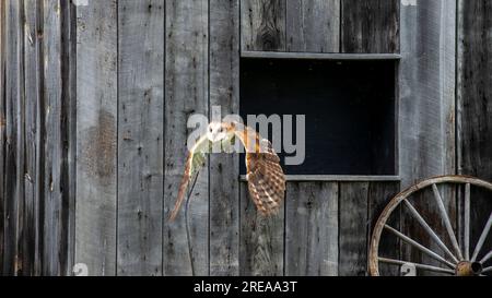 gufo volante fuori dalla capanna di legno, pronto a cacciare Foto Stock