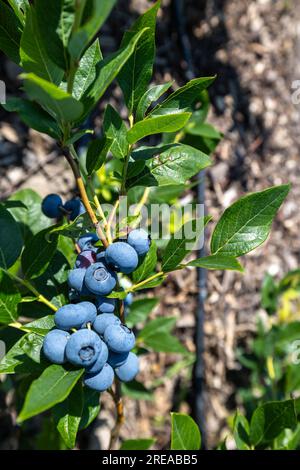 Cespugli di mirtilli in una piantagione irrigata. Metà luglio è il periodo delle bacche mature e del primo raccolto. Grandi bacche agrodolci e succose sul reggiseno Foto Stock