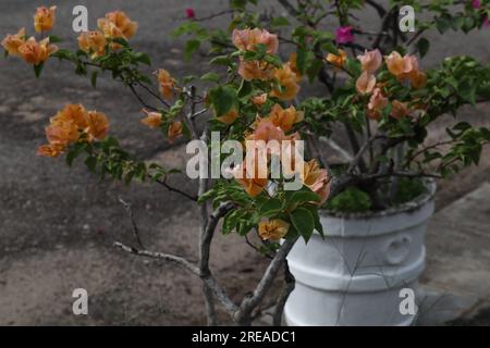 Fiori di Bougainvillea di colore arancione fioriti sul ramoscello in una pianta di Bougainvillea in vaso. La pianta è coltivata come decorazione per il lato della strada Foto Stock