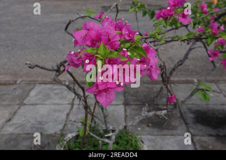 Splendidi fiori viola fioriscono su un ramoscello di Bougainvillea in una pianta di Bougainvillea in vaso coltivata come pianta di decorazione a lato della strada Foto Stock