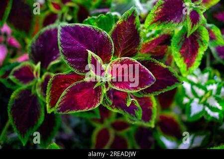 Foglie rosse e verdi di Coleus blumei Foto Stock