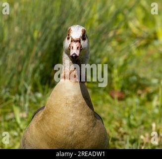 Primo piano di un'oca egiziana tra le canne e l'erba al sole Foto Stock