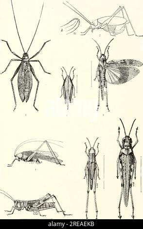 "Uno studio ecologico degli invertebrati delle praterie e delle foreste" (1915) Foto Stock