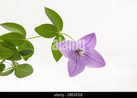 Platycodon Grandiflorum, Fiore campana su sfondo bianco Foto Stock