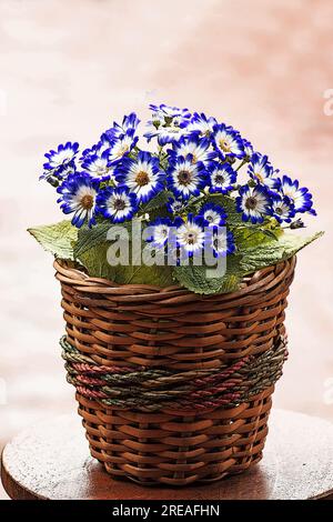 Pericallis Hybrid, Pericallis, stabilimento di Cineraria «Senetti Blue Bicolor» in fiore Foto Stock