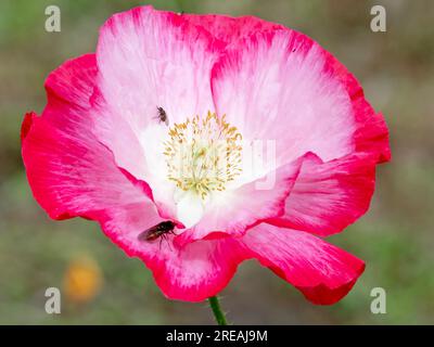 Bellissimo papavero rosa e bianco con due piccoli insetti Foto Stock