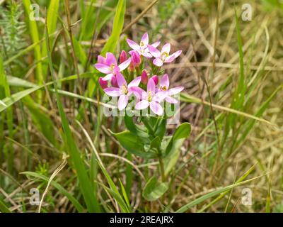 Fiori selvatici rosa in comune in un prato Foto Stock