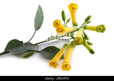 Fiori di tabacco da albero isolati su sfondo bianco Foto Stock