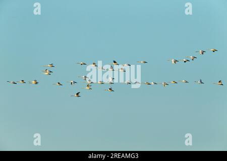 Cigno di Bewick Cygnus bewickii, gregge in volo, Willow Tree Fen, Lincolnshire, Regno Unito, Marzo Foto Stock