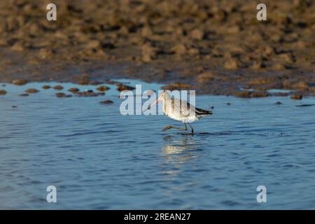 La dea dalla coda nera Limosa limosa, che si occupa della pesca in una laguna poco profonda, Frampton Marsh, Lincolnshire, UK, March Foto Stock