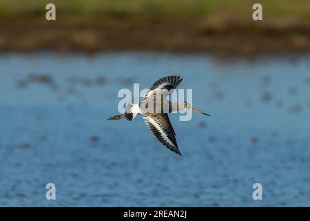 La dea dalla coda nera Limosa limosa, in volo sopra la laguna poco profonda, Frampton Marsh, Lincolnshire, UK, March Foto Stock