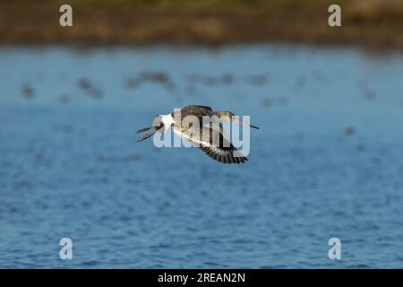 La dea dalla coda nera Limosa limosa, in volo sopra la laguna poco profonda, Frampton Marsh, Lincolnshire, UK, March Foto Stock