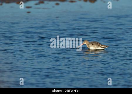 La dea dalla coda nera Limosa limosa, che si occupa della pesca in una laguna poco profonda, Frampton Marsh, Lincolnshire, UK, March Foto Stock