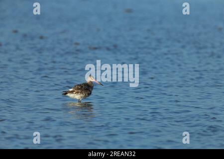 La dea dalla coda nera Limosa limosa, in una laguna poco profonda, Frampton Marsh, Lincolnshire, UK, March Foto Stock