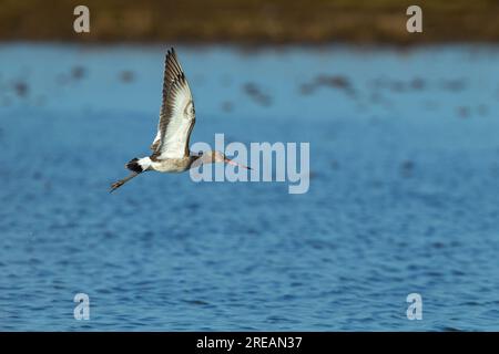 La dea dalla coda nera Limosa limosa, in volo sopra la laguna poco profonda, Frampton Marsh, Lincolnshire, UK, March Foto Stock