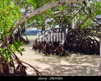 Alberi di mangrovie sulla spiaggia con le loro radici che fuoriescono dall'acqua. San Pedro, Ambergris Caye, Belize. Foto Stock